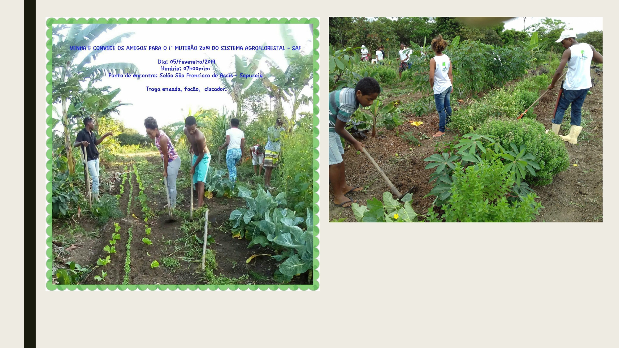 SAF SISTEMA AGRO FLORESTAL- SAJ - Tecnologia social 