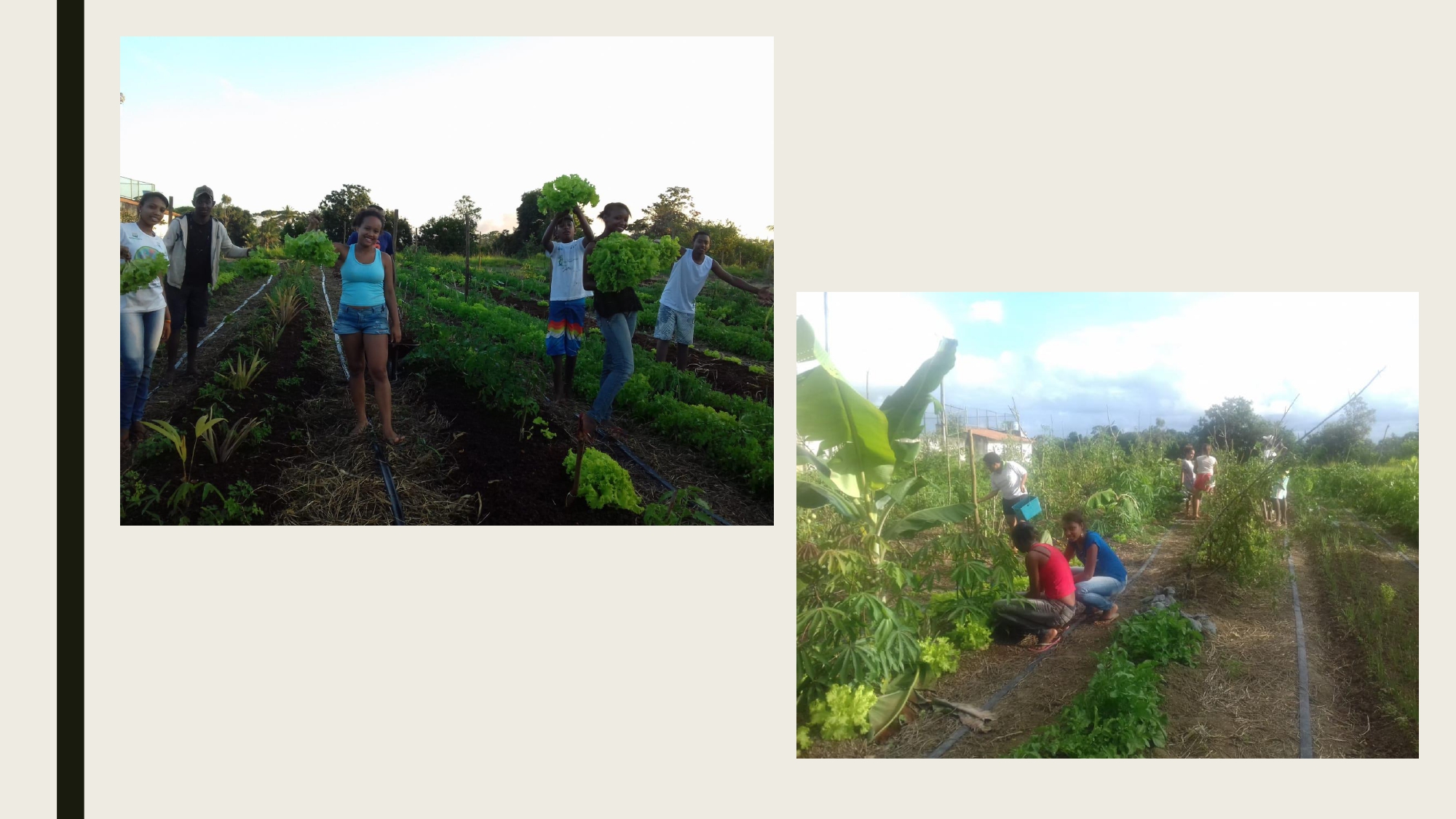 SAF SISTEMA AGRO FLORESTAL- SAJ - Tecnologia social 